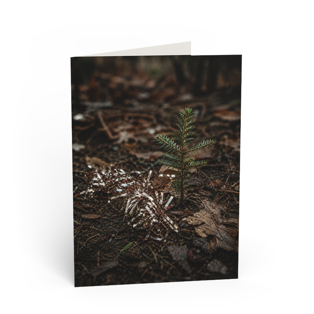 Renewal / The tinsel stayed. Christmas didn't. Months later, the forest is already writing a different story. A young evergreen doesn't know what was celebrated here. It simply grows. / Holiday Greeting Card