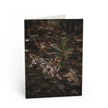 Renewal / The tinsel stayed. Christmas didn't. Months later, the forest is already writing a different story. A young evergreen doesn't know what was celebrated here. It simply grows. / Holiday Greeting Card